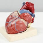 22 Best Ways To Boost Heart Health