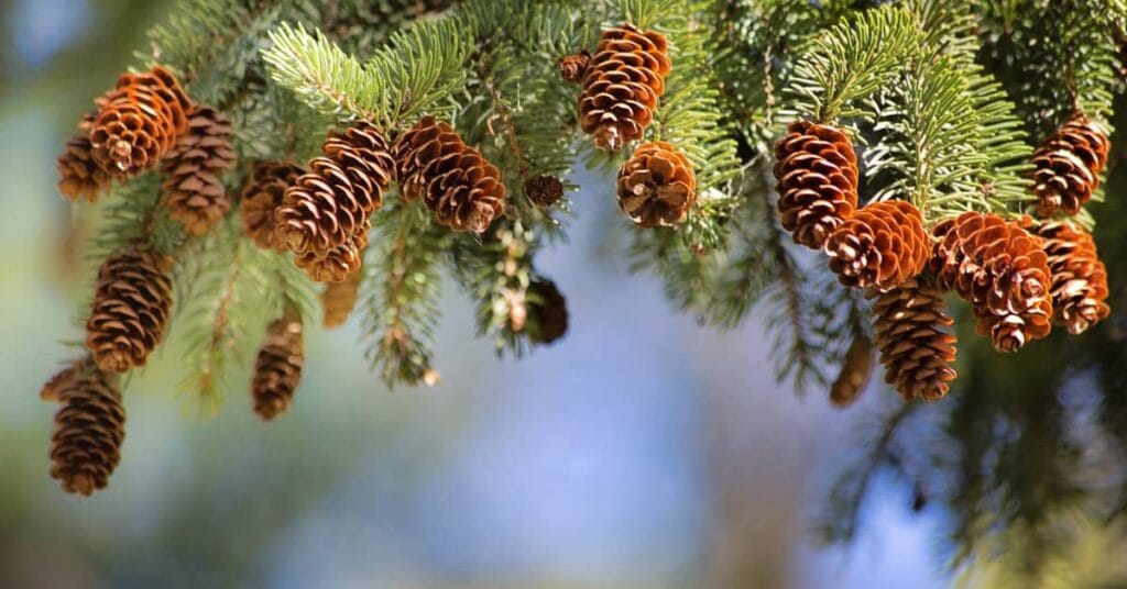 Can you eat pine nuts from any pine trees? Can you eat pine nuts from any pine trees?