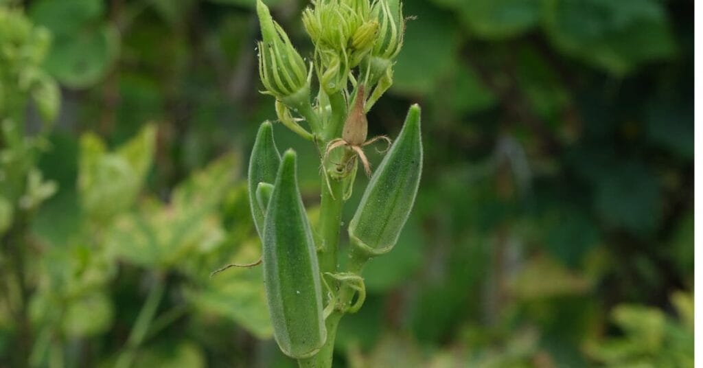 Okra water Okra water