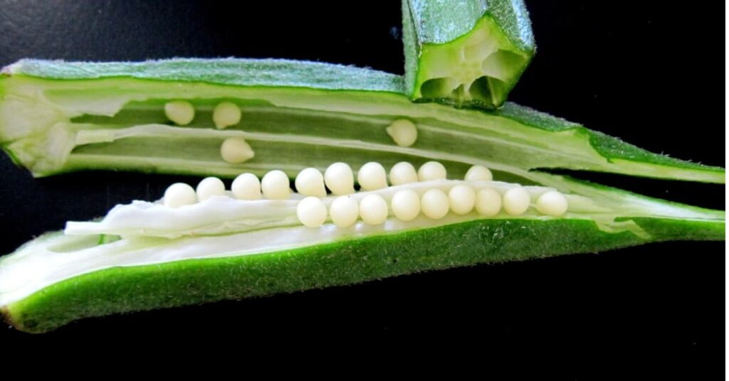 Okra water Rich in Nutrients Okra water Rich in Nutrients