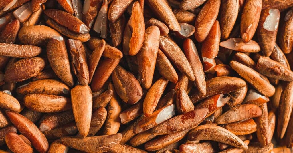 Pine nuts Pine nuts