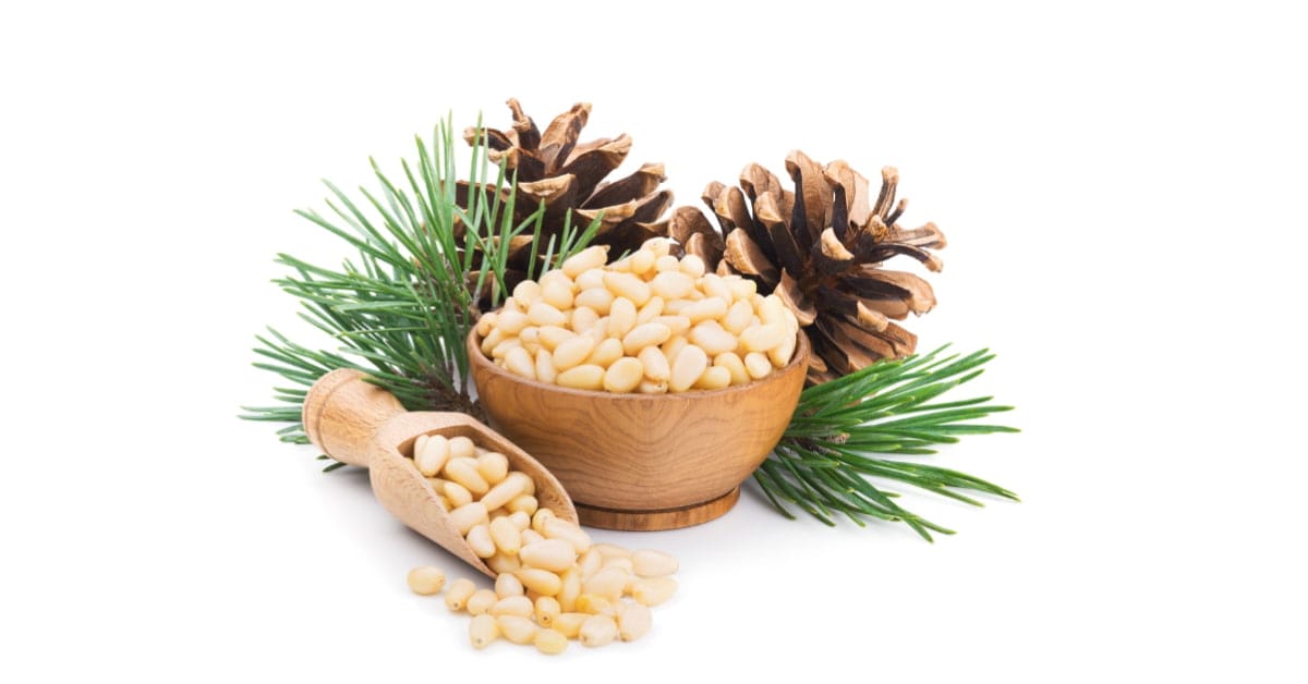 Pine nuts: 11 Effective Advantage