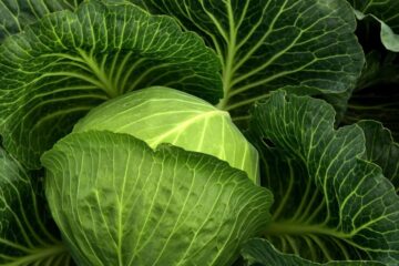 Cabbage: 11 Nutritional Benefits, Surprising Side Effects, and Everything You Need to Know