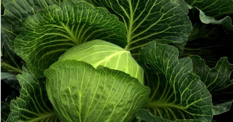 Cabbage: 11 Nutritional Benefits, Surprising Side Effects, and Everything You Need to Know