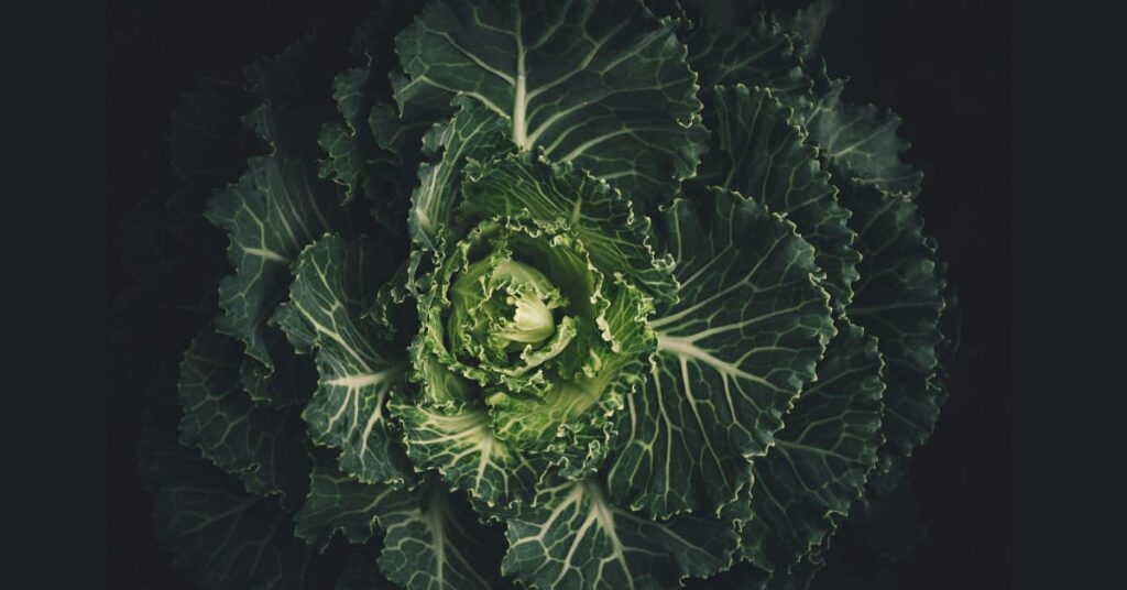 cabbage's Nutrition cabbage's Nutrition