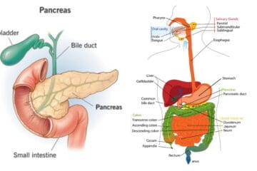Can we live without Pancreas: 7 symptoms of pancreas problems, some powerful ways to Keep it Healthy