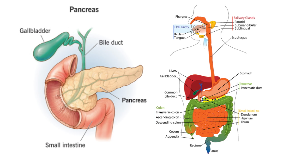 Can we live without Pancreas: 7 symptoms of pancreas problems, some powerful ways to Keep it Healthy