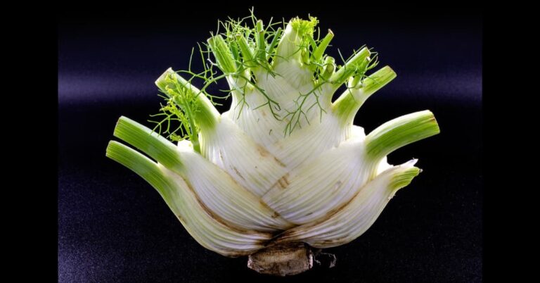 Fennel: Nutrition, 15 powerful benefits, Recipes