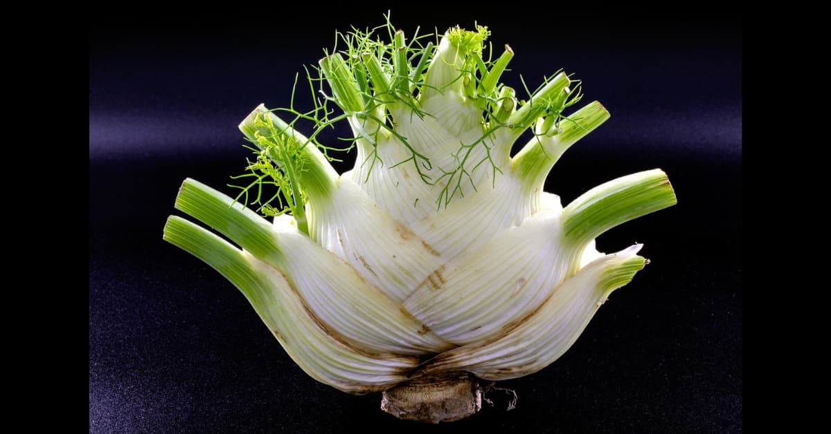 Fennel: Nutrition, 15 powerful benefits, Recipes