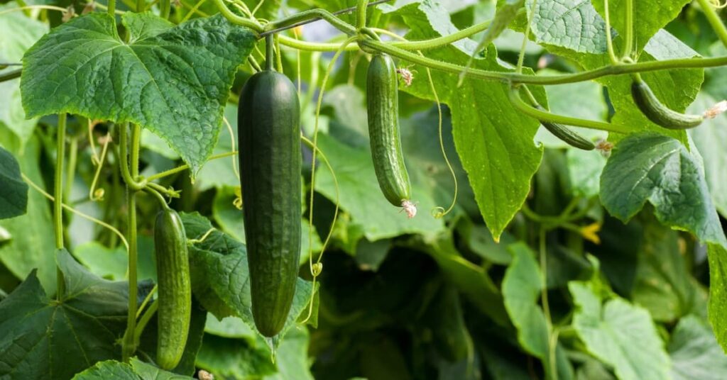 Fruit or Vegetable. Fruit or Vegetable.