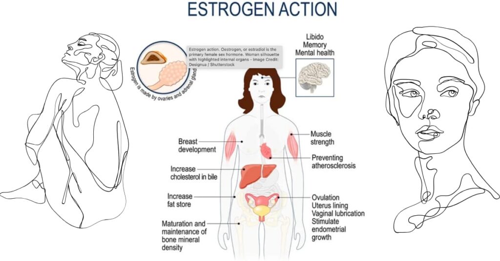 Functions of Estradiol Functions of Estradiol
