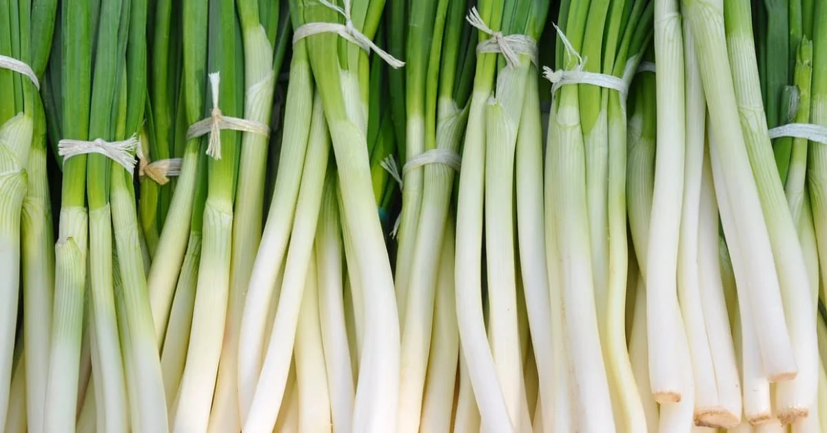 Green Onion:10 powerful Benefits and Nutrition
