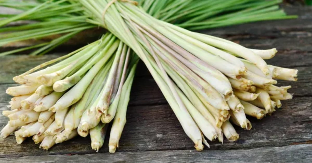 Lemon Grass: Powerful Nutrition, 9 Incredible Benefits, Side Effects, and Tea