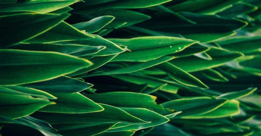 Lemon grass Lemon grass