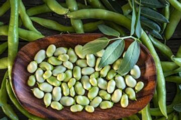 Lima Beans: Essential Nutrients, 8 Powerful Benefits, Downsides, and More