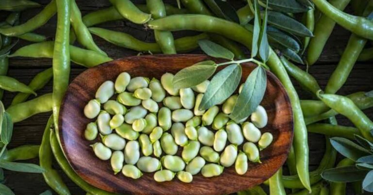 Lima Beans: Essential Nutrients, 8 Powerful Benefits, Downsides, and More