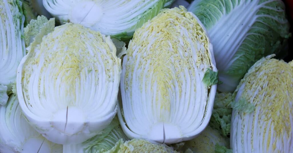 Napa Cabbage Napa Cabbage
