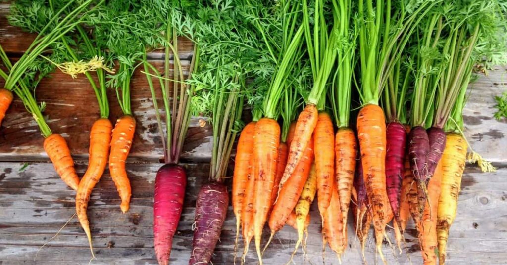 Nutrition of Carrots Nutrition of Carrots