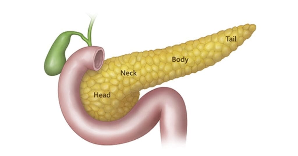 Pancreas anatomy Pancreas anatomy