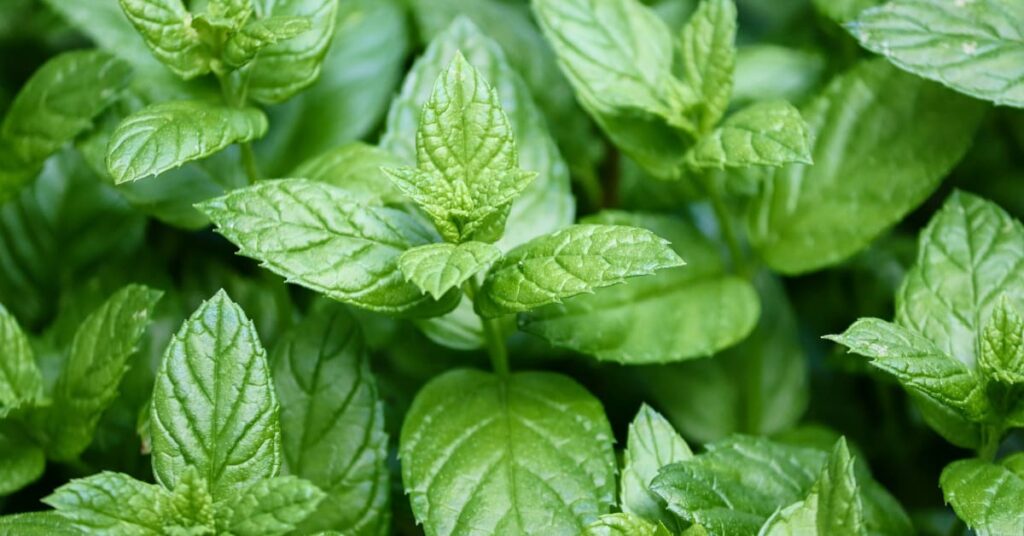 Peppermint Peppermint