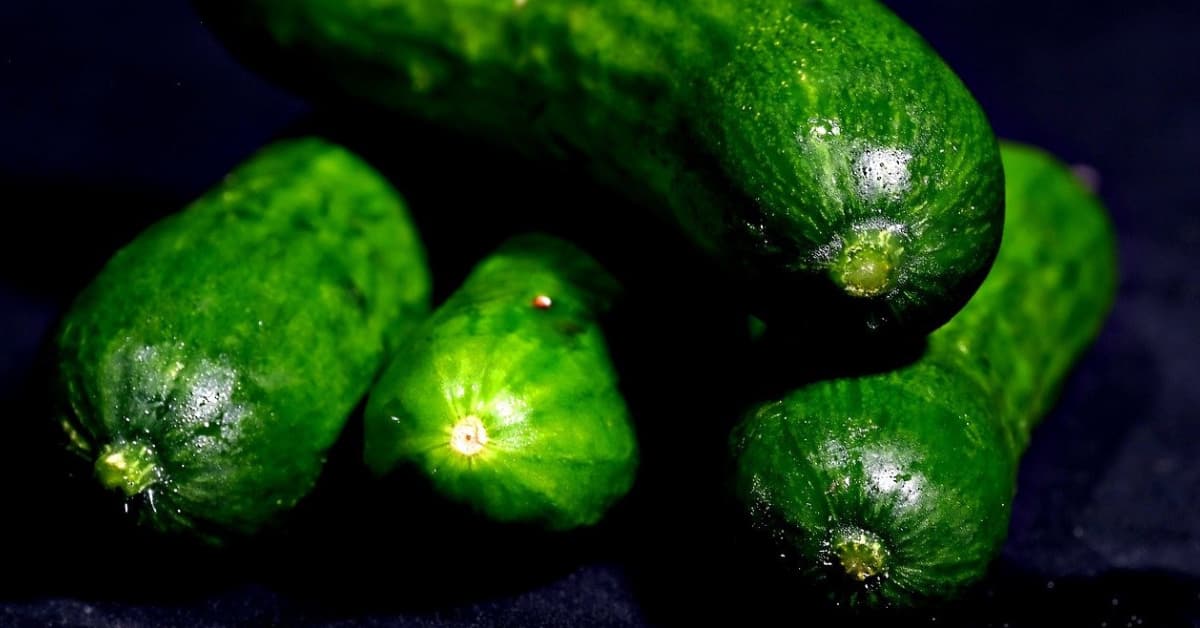 Persian Cucumber: 21 Powerful Advantage