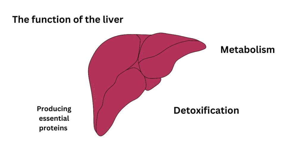 The function of the liver