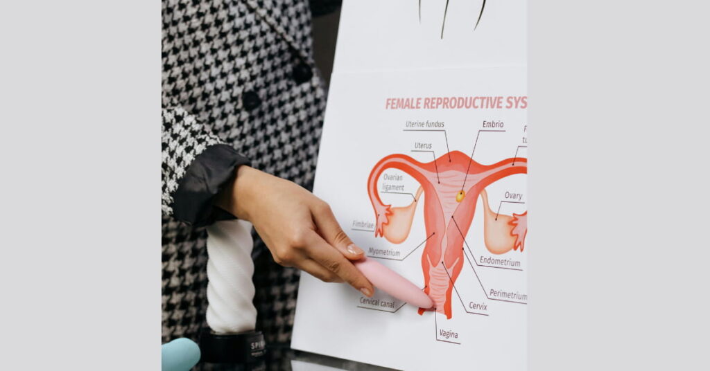 Where is estrogen located in the body? Where is estrogen located in the body?