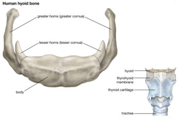 Hyoid Bone: 5 Essential Functions, Conditions, and Disorders