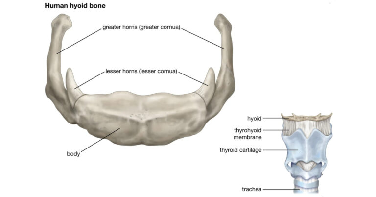 Hyoid Bone: 5 Essential Functions, Conditions, and Disorders