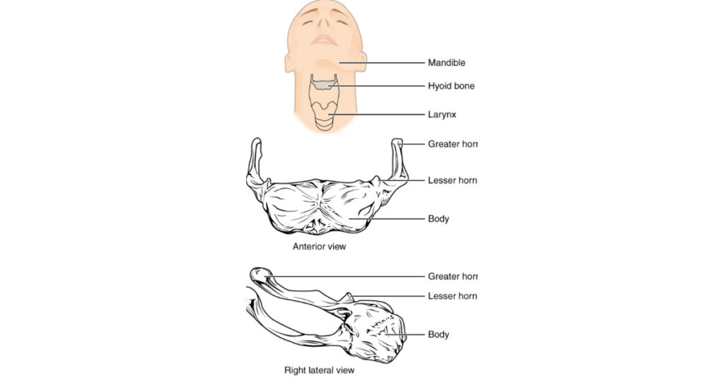 hyoid bone location hyoid bone location