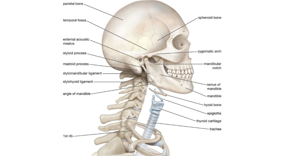 how to fix dislocated hyoid bone how to fix dislocated hyoid bone