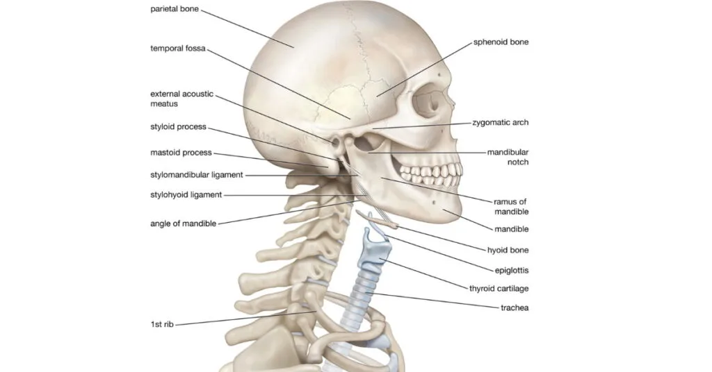 how to fix dislocated hyoid bone how to fix dislocated hyoid bone