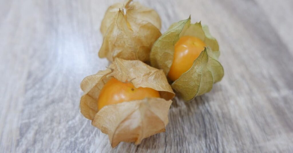 Cape Gooseberry Cape Gooseberry