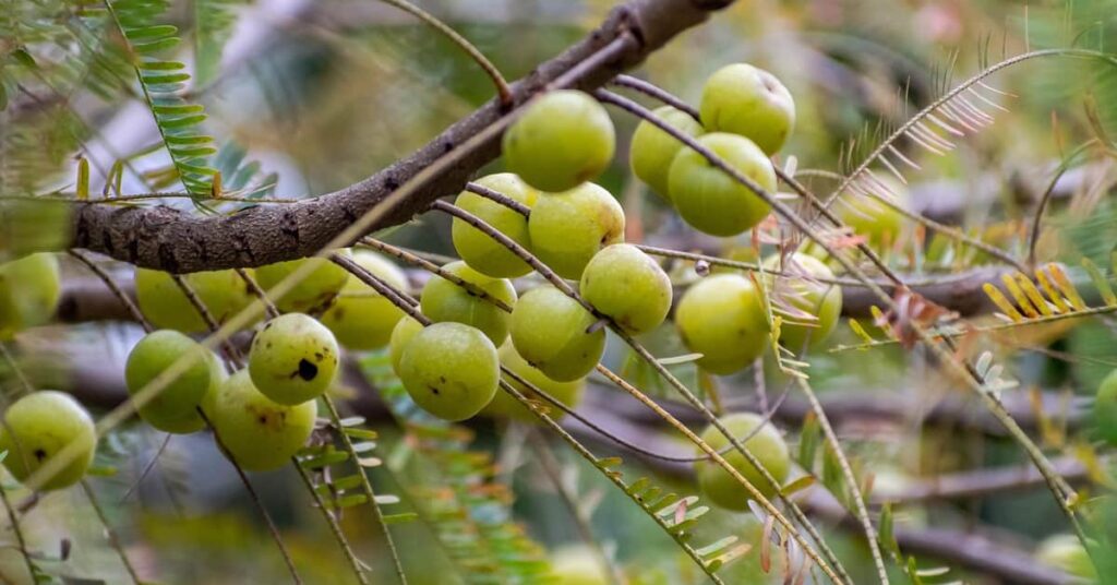 Indian Gooseberry Indian Gooseberry