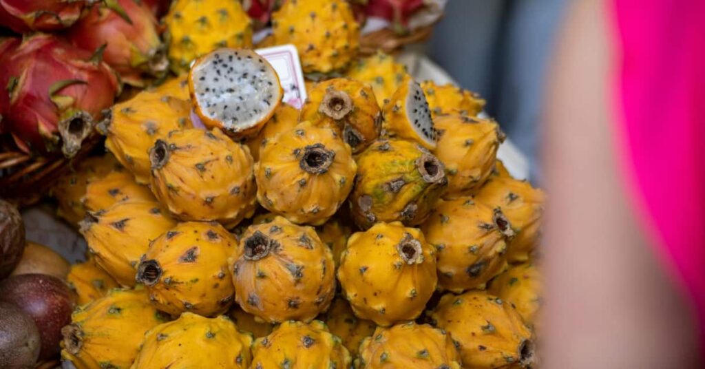 Introducing yellow dragon fruit