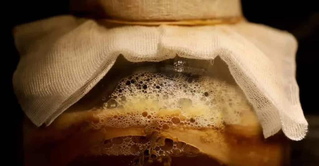 Kombucha Kombucha