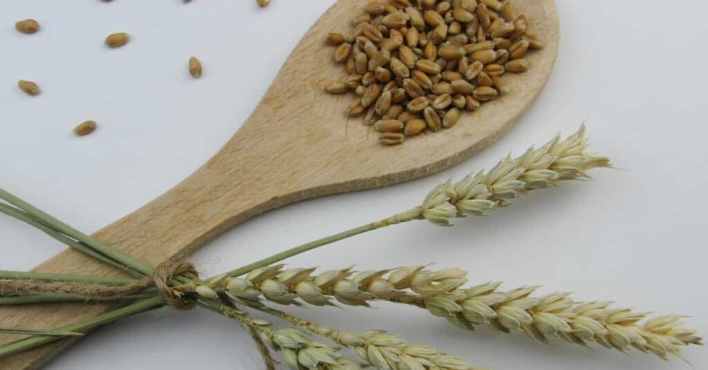 Wheat Berries Wheat Berries