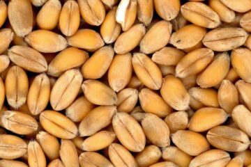 Wheat Berries : 12 outstanding Benefits and Nutritional Facts