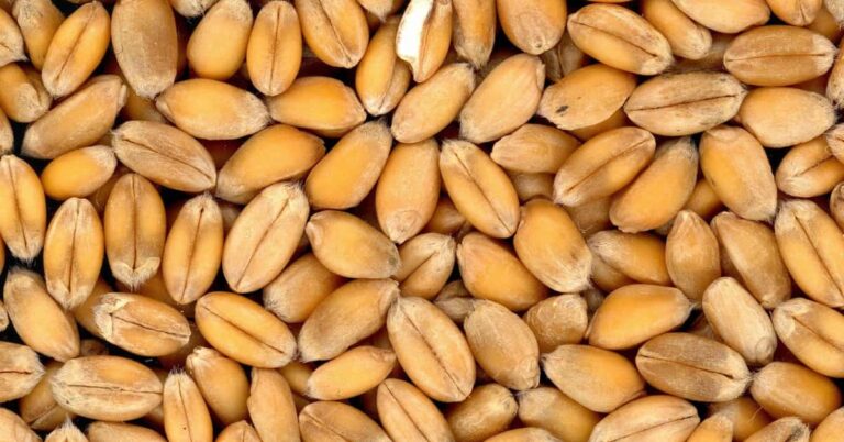 Wheat Berries : 12 outstanding Benefits and Nutritional Facts