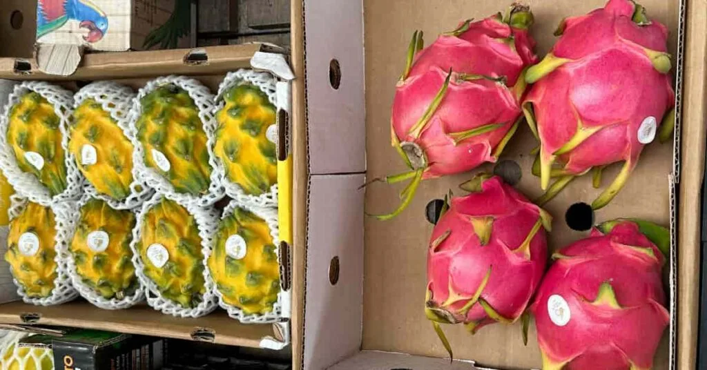 Yellow dragon fruit vs red Yellow dragon fruit vs red