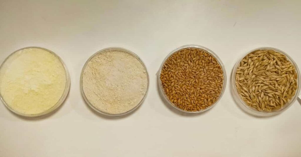 wheat berries in India wheat berries in India