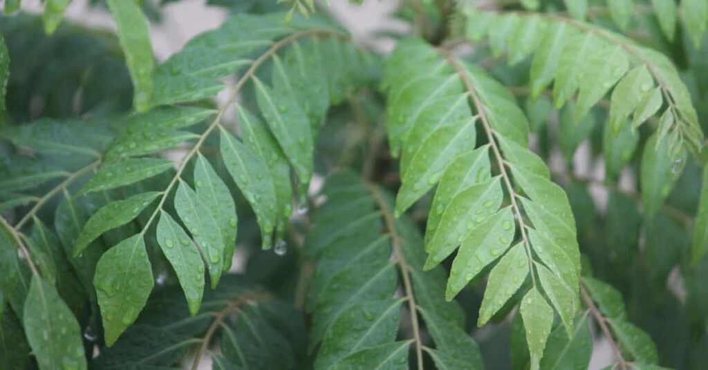Curry leaves
