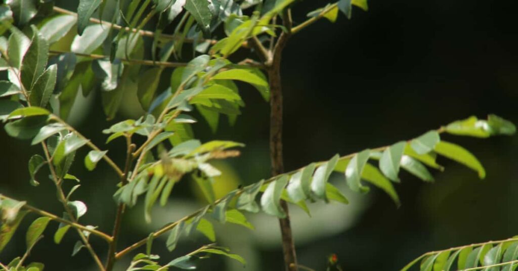 Curry leaves benefits