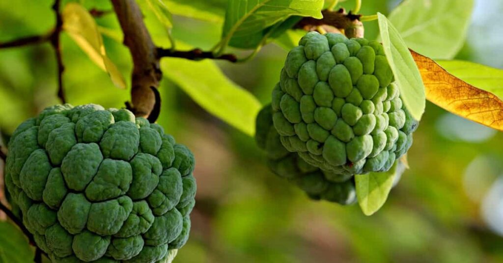 Custard Apple Benefits