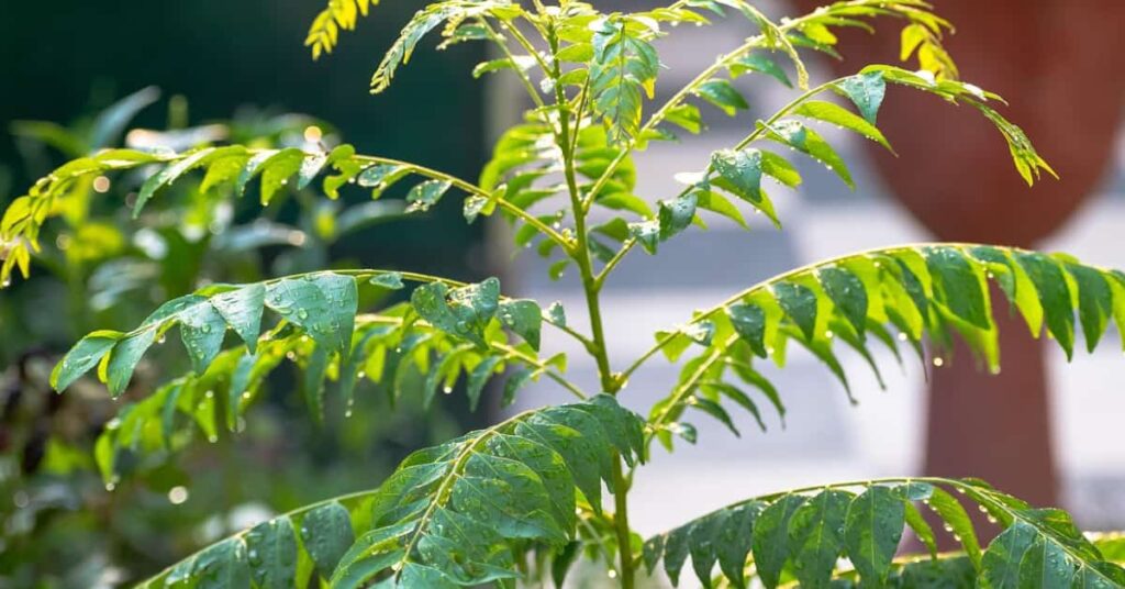How to Use Curry Leaves: