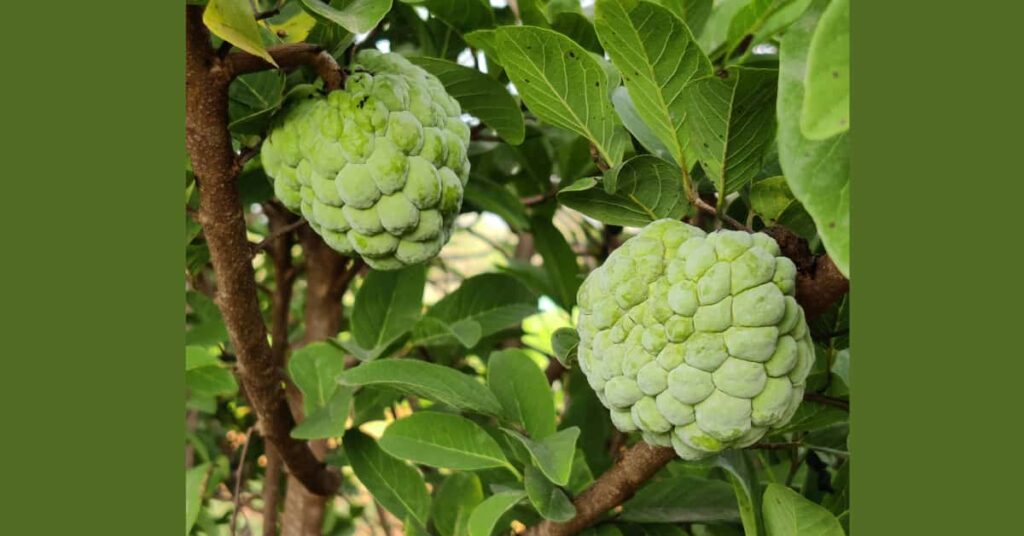 Properties Of Custard Apple