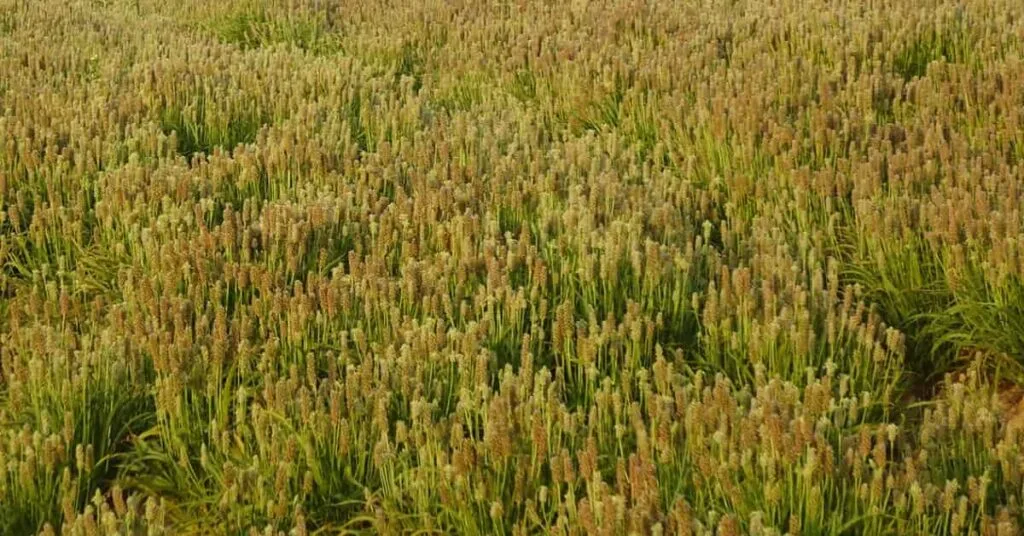 Psyllium Psyllium