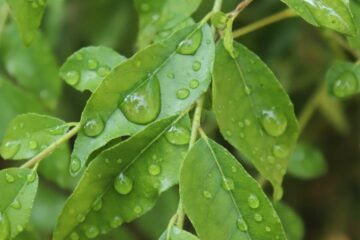 Unlock the Potent Health Benefits of Curry Leaves 12 Amazing Uses.