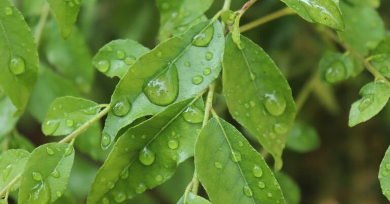 Unlock the Potent Health Benefits of Curry Leaves 12 Amazing Uses.