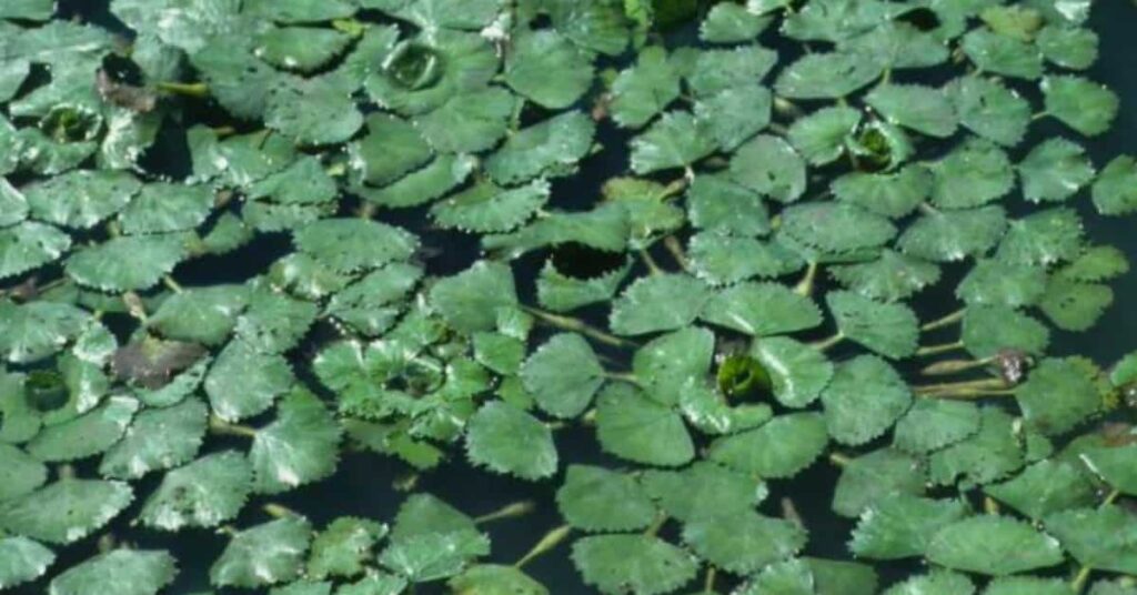 Water chestnut plant Water chestnut plant